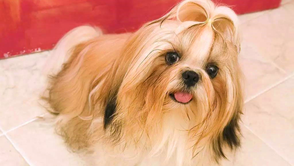 水瓶座适合饲养的宠物西施犬毛色-轻创副业圈