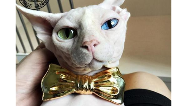 狮子座最适合养什么宠物猫？-轻创副业圈